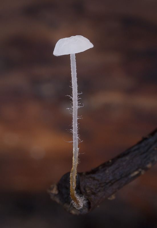 Marasmius setosus